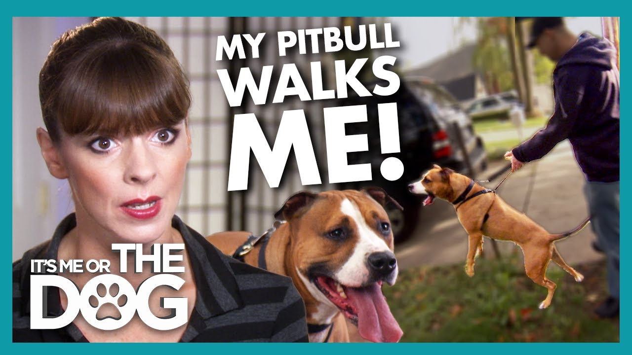 Over-stimulated Pitbull Pulls Owners around the Neighbourhood! | It's Me or The Dog