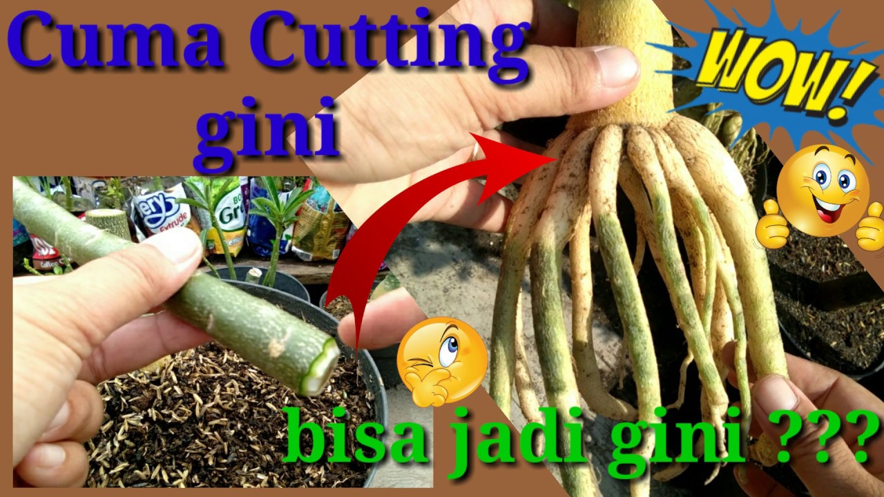 Cara Membuat Akar Gurita dari Cutting. Making octopus roots from cutting of adenium
