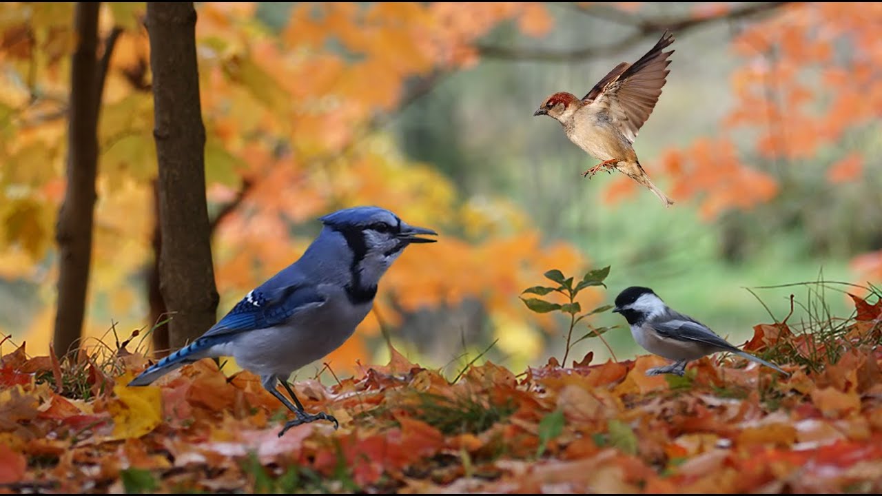 Birds in Colorful  Autumn Forest 🐦🍁| Bird Scenes & Sounds for Relaxation | Canada