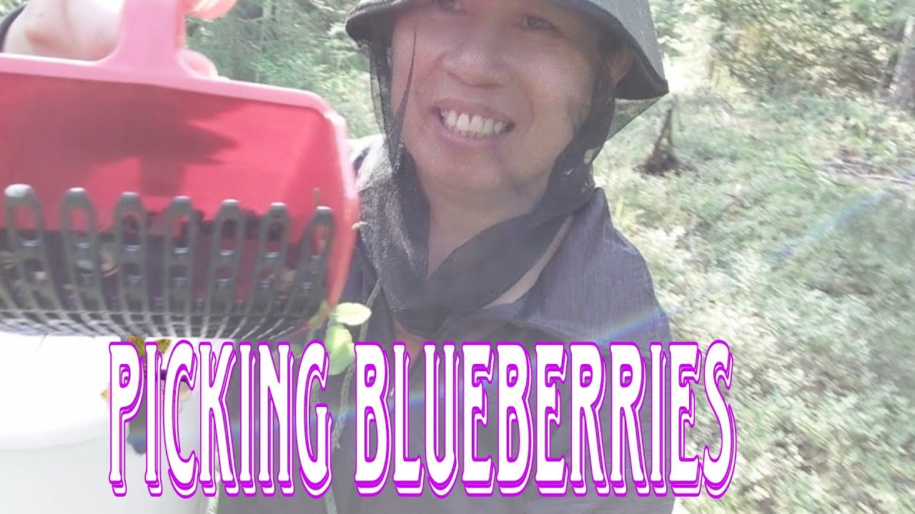 Picking Bluberries 2023 ||Eleksa Finoy 