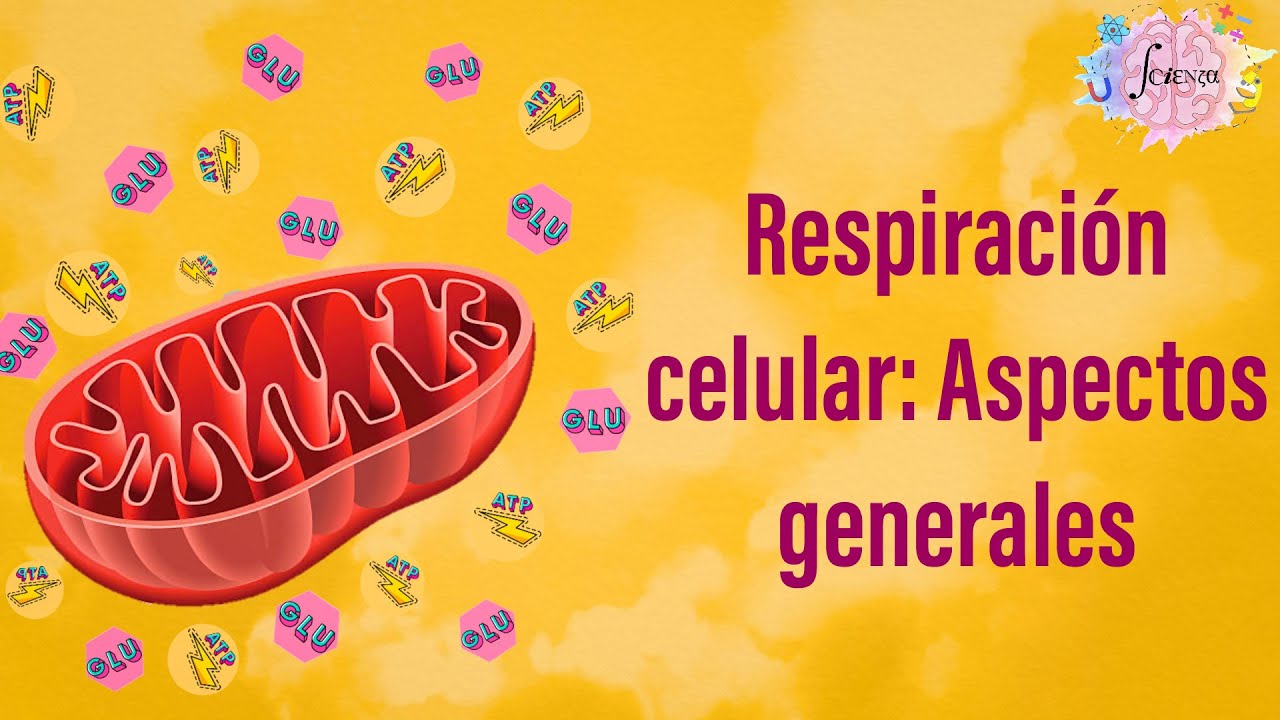 Respiración celular: Aspectos Generales