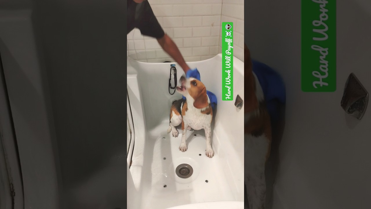 How To Dry Aggressive With Towel ☠️🔥#doglover#pets#youtube#dog#trending#viral#shorts#short