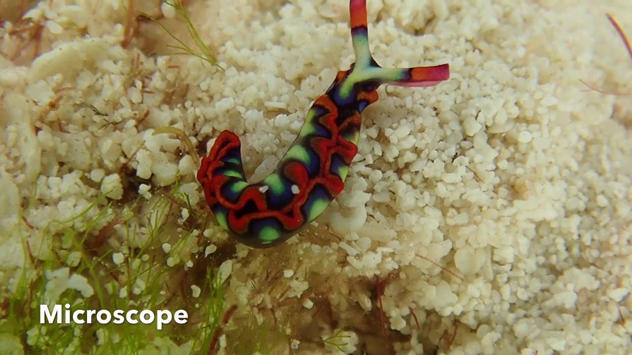 Olympus TG-5 Underwater Microscope and Super Macro Modes