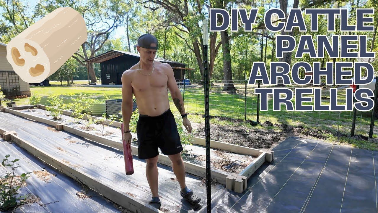 DIY Cattle Panel Arch Trellis | Step-by-Step Build + Cost Breakdown | Zone 9a Gardening