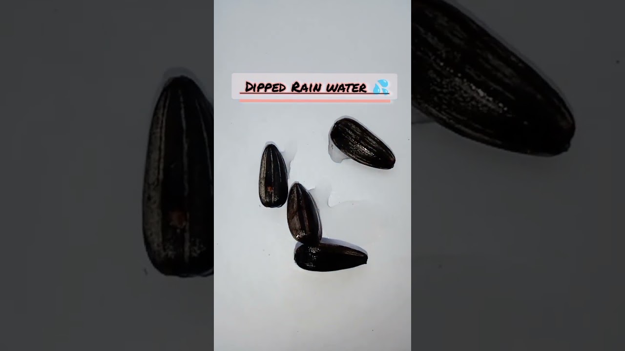 how to grow sunflower seeds with rain water#sunflowerseeds  #shortsvideo