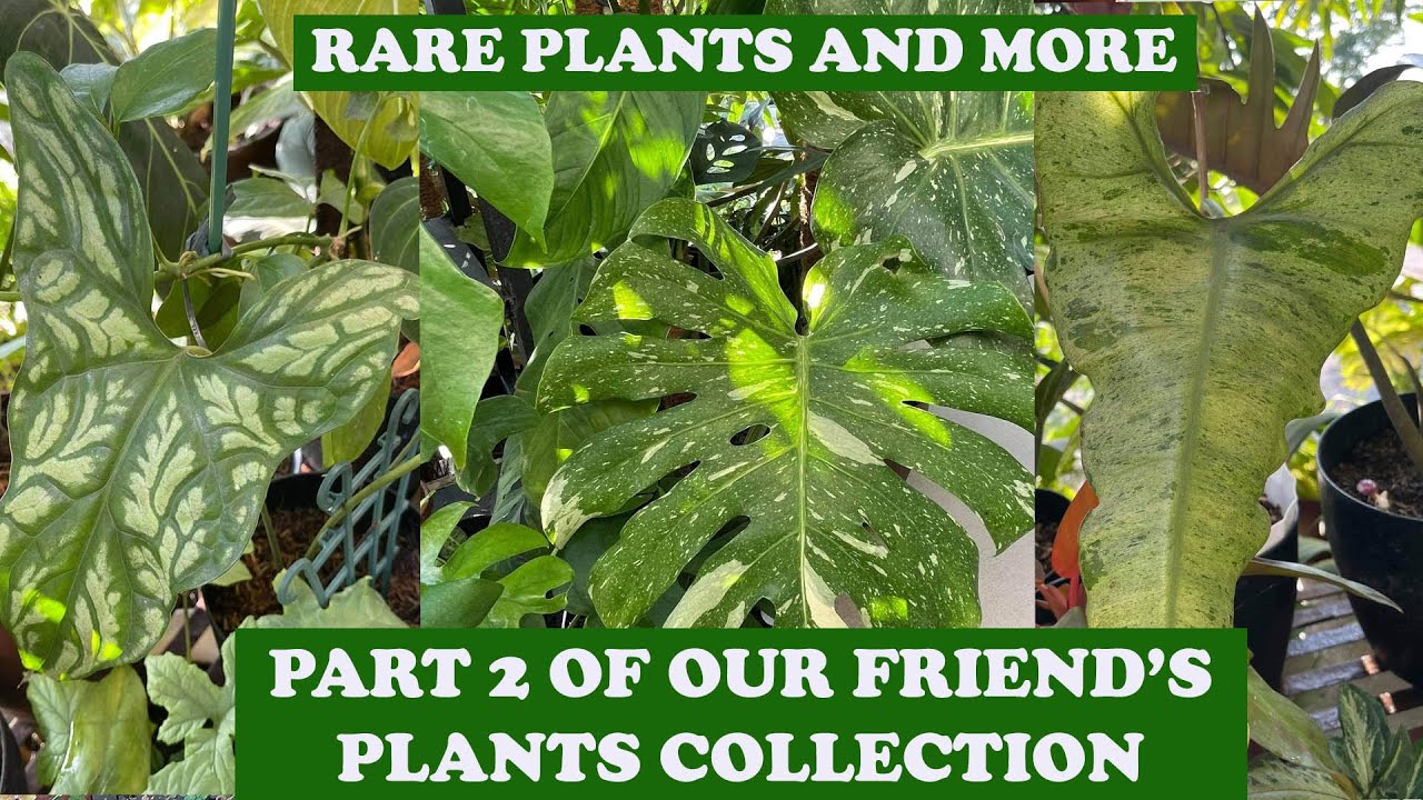 PART 2 OF OUR FRIEND'S PLANT COLLECTION - Plants Here, There, and Everywhere!!!