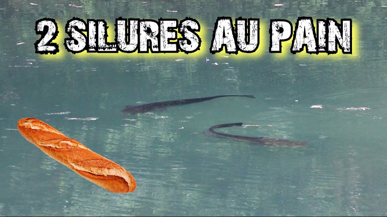 2 SILURES AU PAIN EN DIRECT