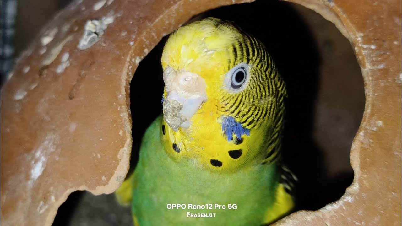 ##birds এদের ঘর নোংরা হয়েছিল সেগুলোকে পরিষ্কার করে ভালো করে দিলাম জল পড়ে ভিজে ও গেছে##birds 