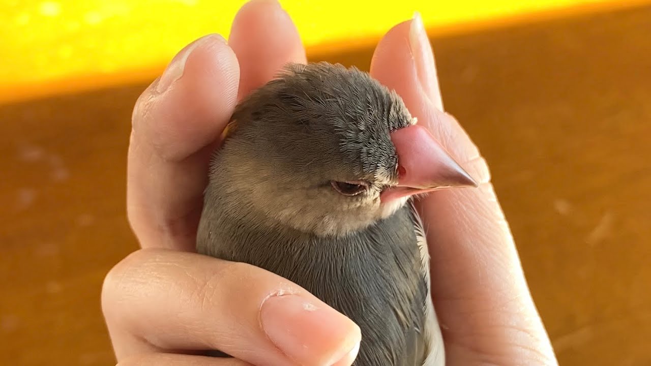 おとなの羽が生えてきた中雛文鳥