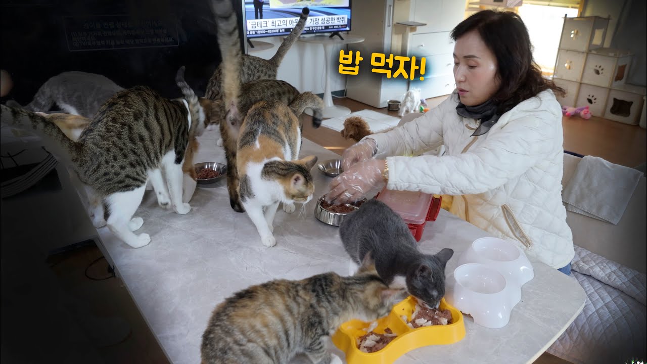 35마리의 고양이와 함께 살게 된 사연... (살만행 ep2)