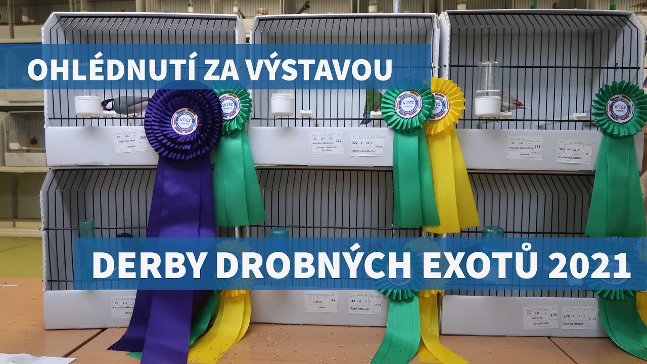 Ohlédnutí za výstavou #1 Derby drobných exotů 2021 - Nymburk