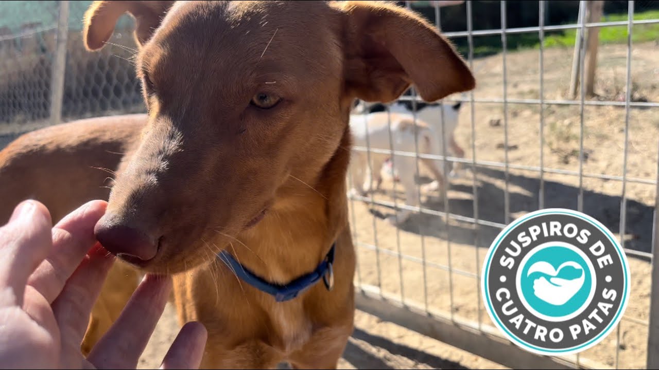 🔵Suspiros de 4 patas 🐾 Protectora de animales malaga
