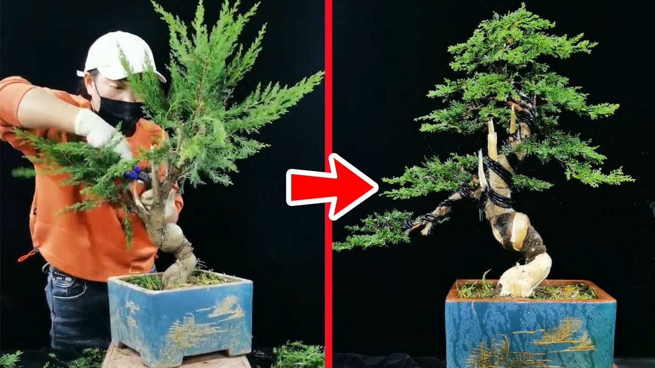 How to bend a bonsai - great bonsai bending skills #115