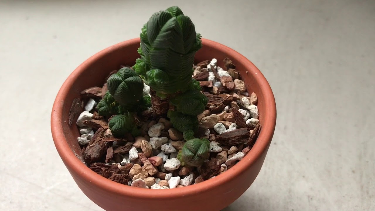 Crassula Pyramidalis Or Quadrangularis.  About The Plant And Rooting Offshoots