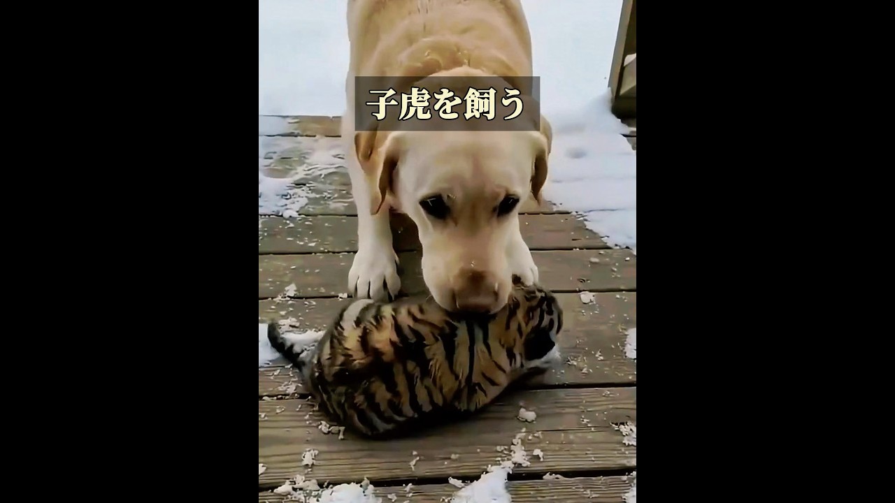 飼い犬がトラの赤ちゃんを家に連れて帰ってきた。 #動物プロダクション
