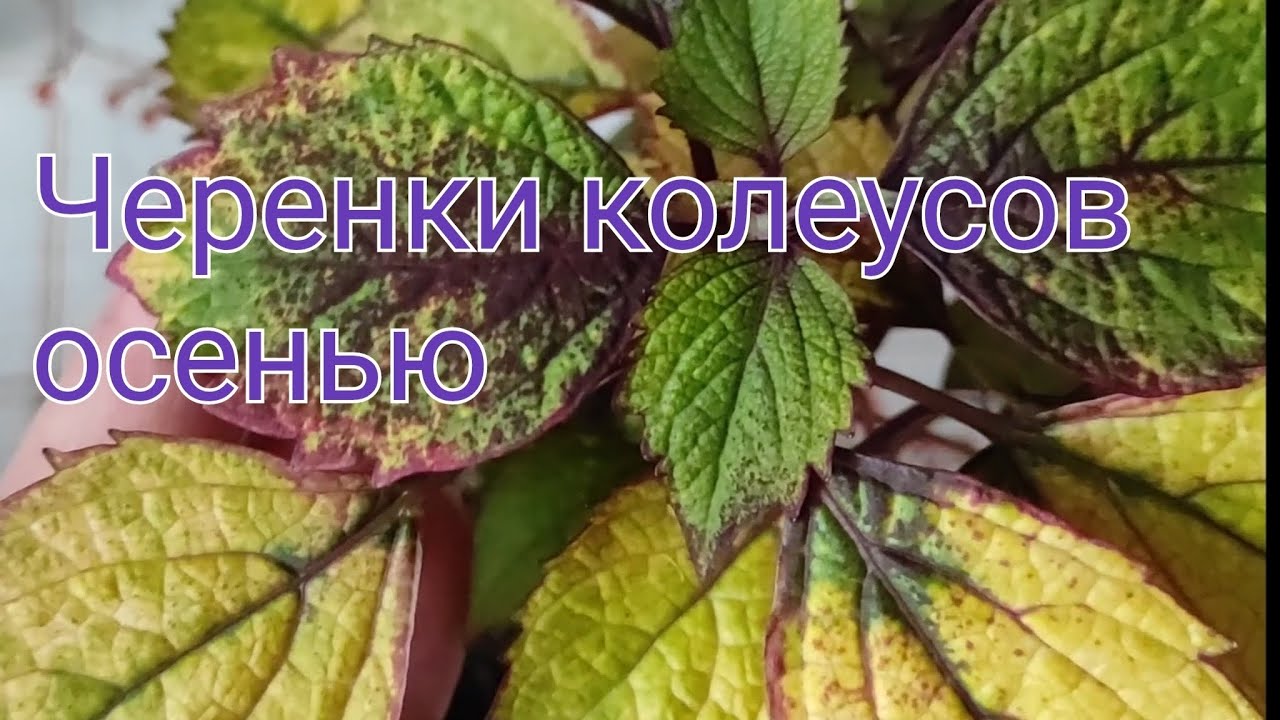 III часть. Сорта колеусов, которые будут зимовать, сезон 2025/2026.