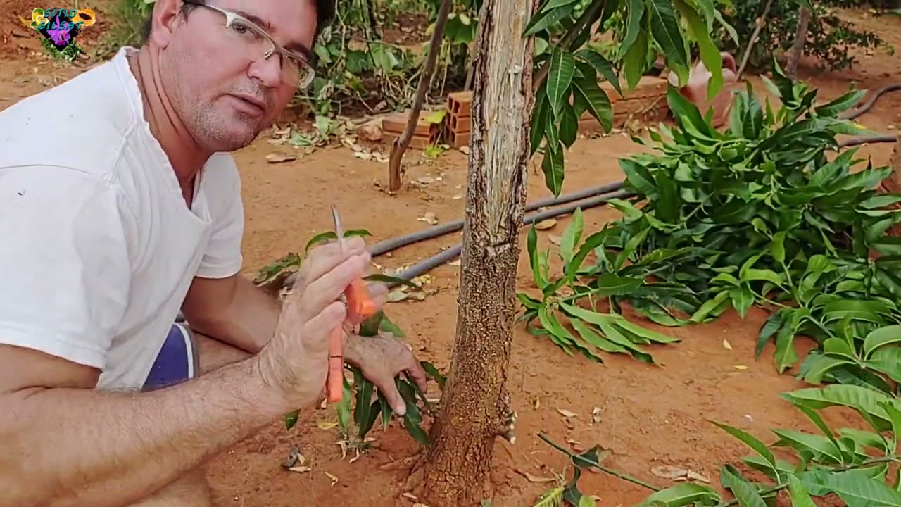 Quando e como podar a mangueira