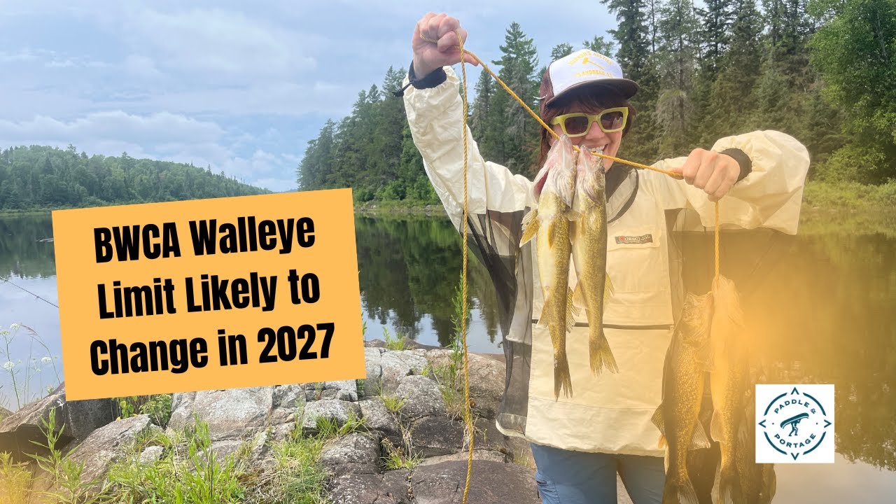 Рыболовы из BWCA планируют сократить популяцию судака начиная с 2027 года.