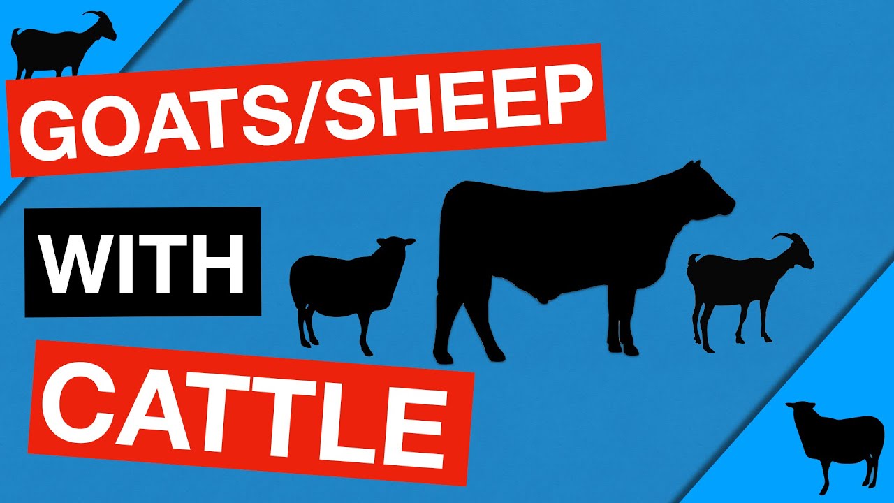 Running Goats/Sheep Together With Cattle