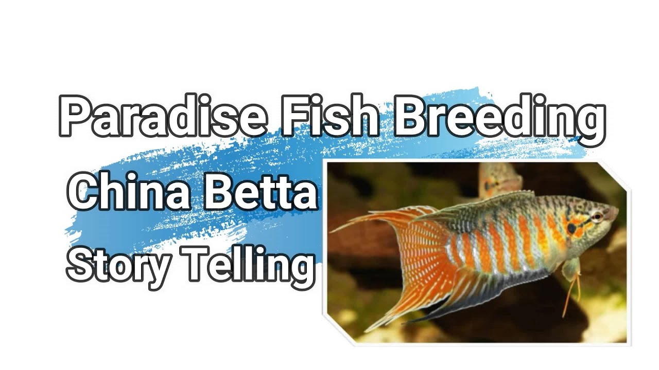 Betta Paradise Fish Breeding💏 Full Documentary with Story 😍 paradise gourami Macropodus Opercularis
