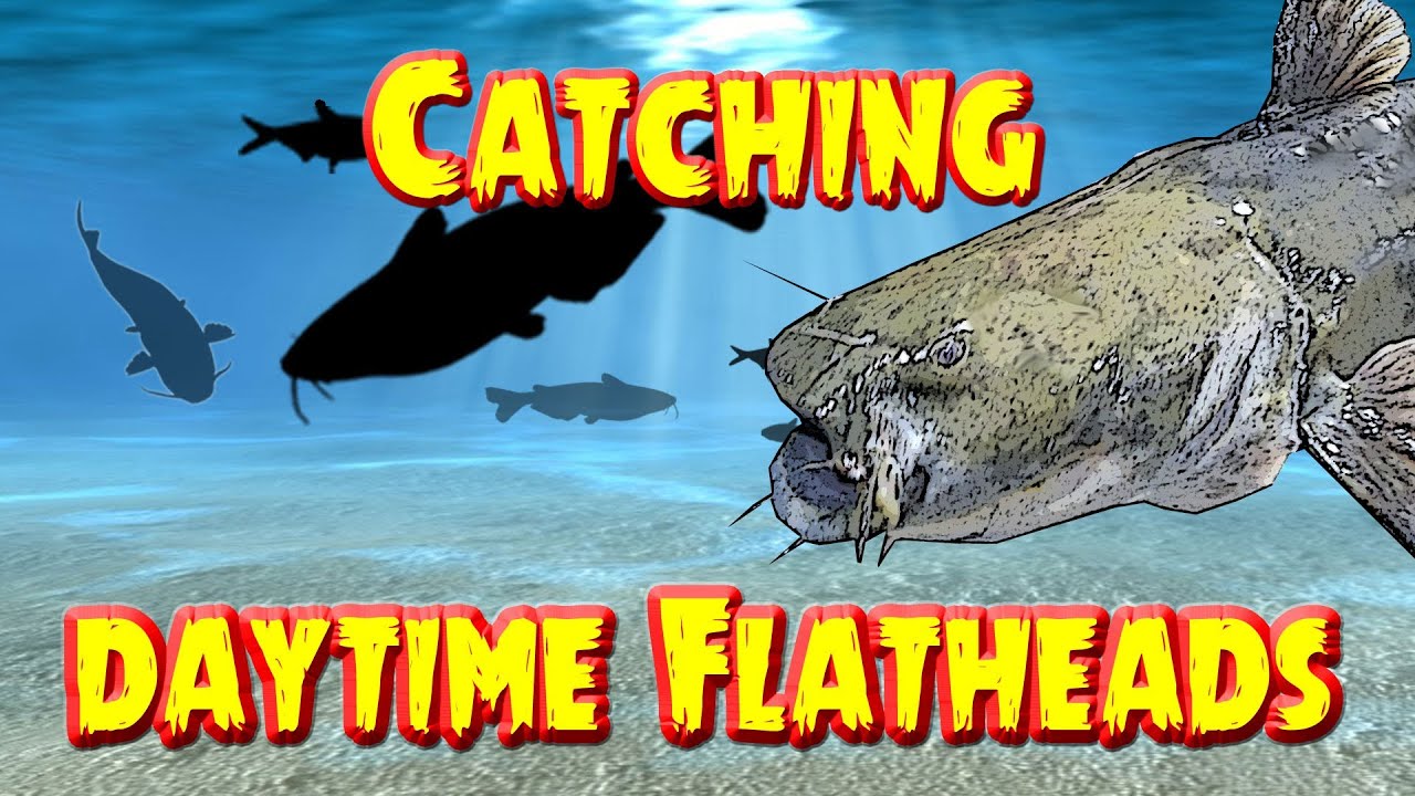 Catching  Flathead catfish in the daytime