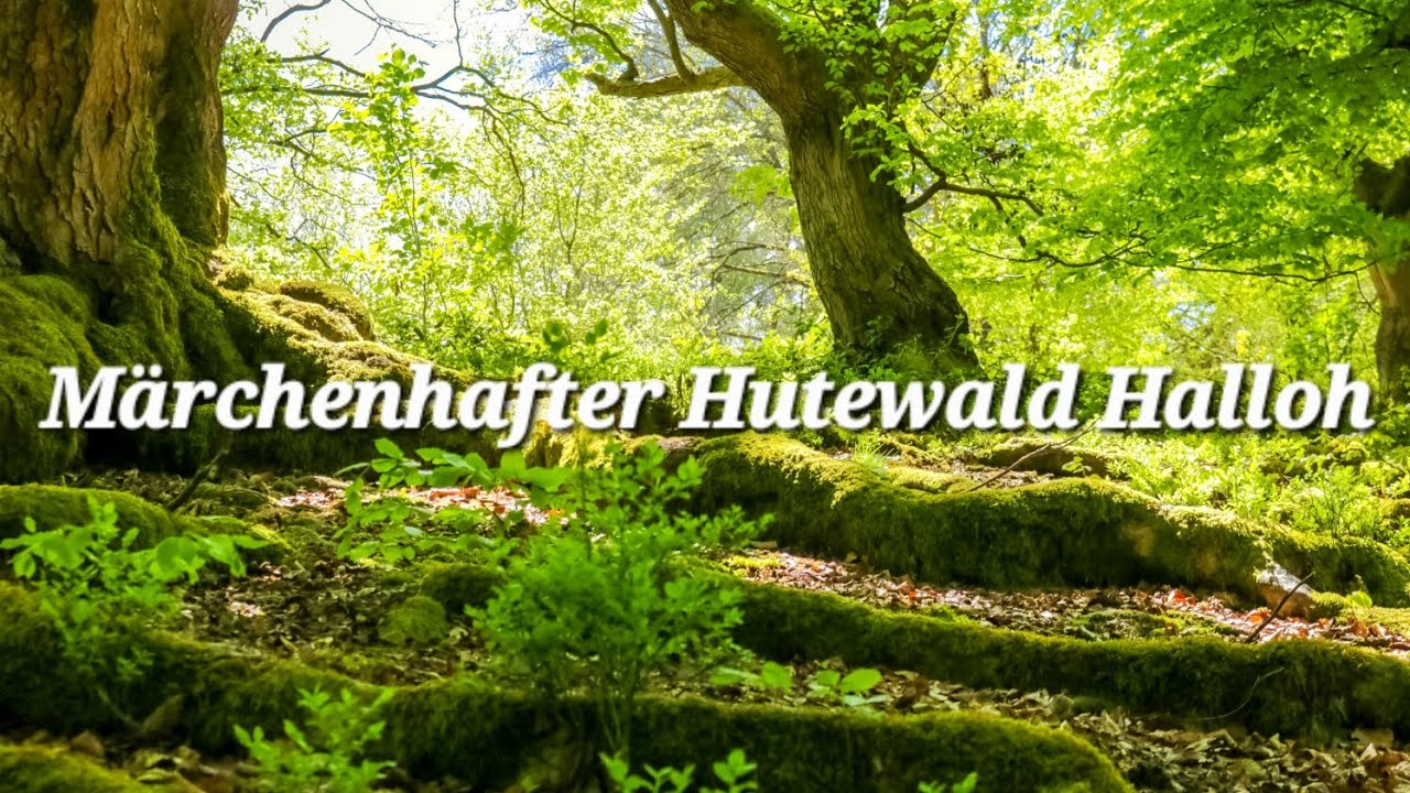 Tree Photography in a Fairytale Forest | Baumfotografie im m&auml;rchenhaften Hutewald Halloh