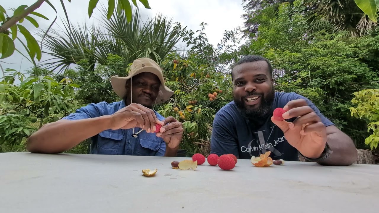 🍒Growing/tasting 🍒 LYCHEE VARIETIES 🍒