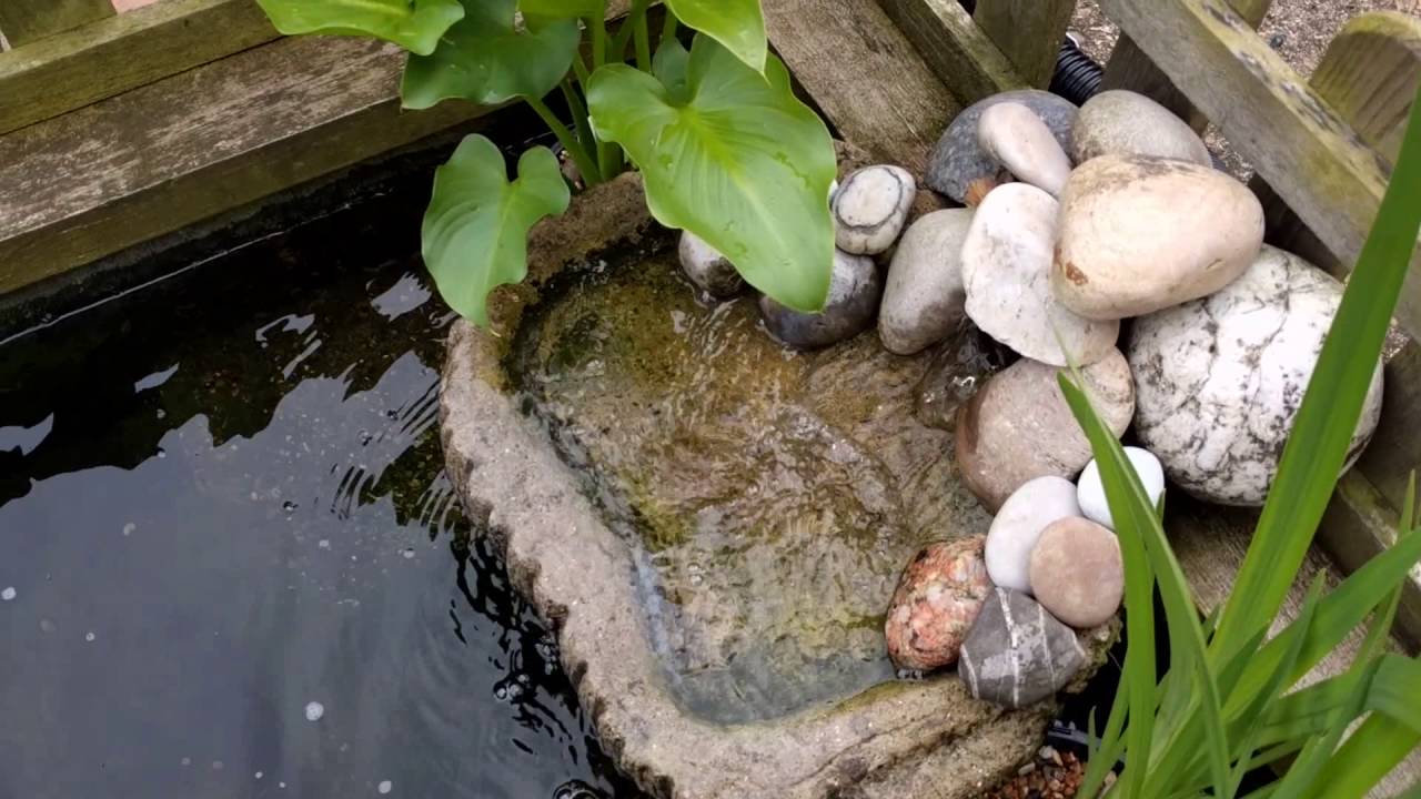 Evolution Aqua PURE POND Bomb Review (5 Days) - Verdict? WOW
