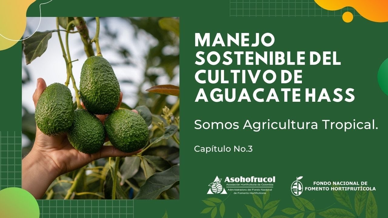 Manejo Sostenible del Cultivo de Aguacate Hass - Somos Agricultura Tropical.