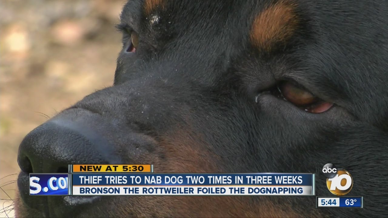 Thief tries to nab dog two times in three weeks