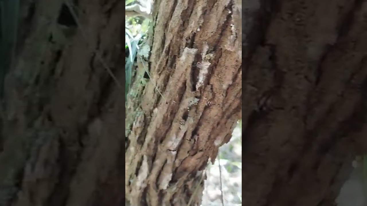 Contemplando a paz do mato. #shorts