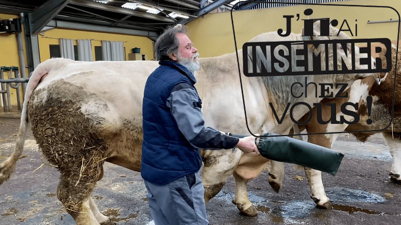 J'IRAI INSÉMINER CHEZ VOUS #1 - La récolte en taurellerie