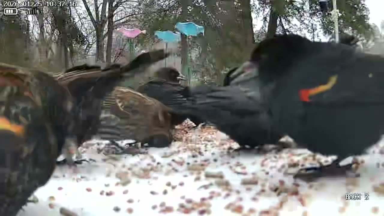 YELLOW WING BLACK BIRD #birds #birdwatching #blackbird #youtubevideo #fypシ #cowbird #grackle #snow 