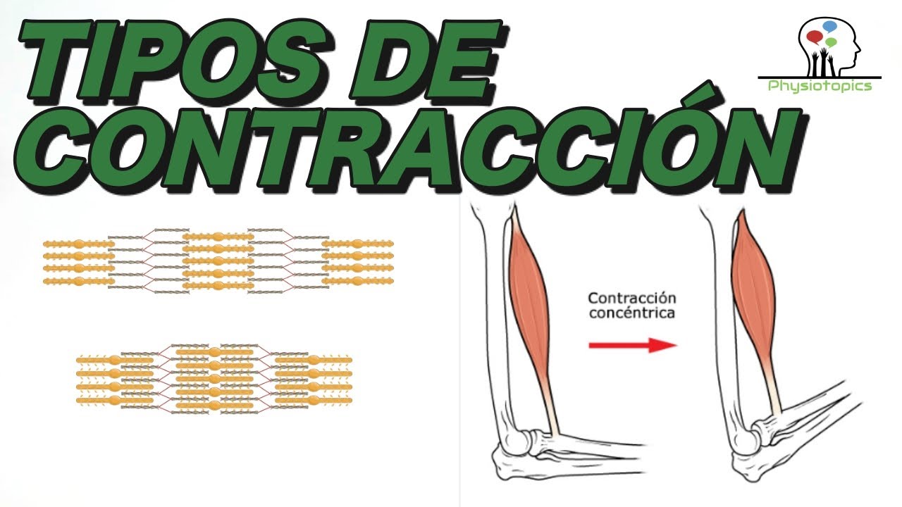 Tipos de Contracción Muscular | Concéntrica, excéntrica e isométrica