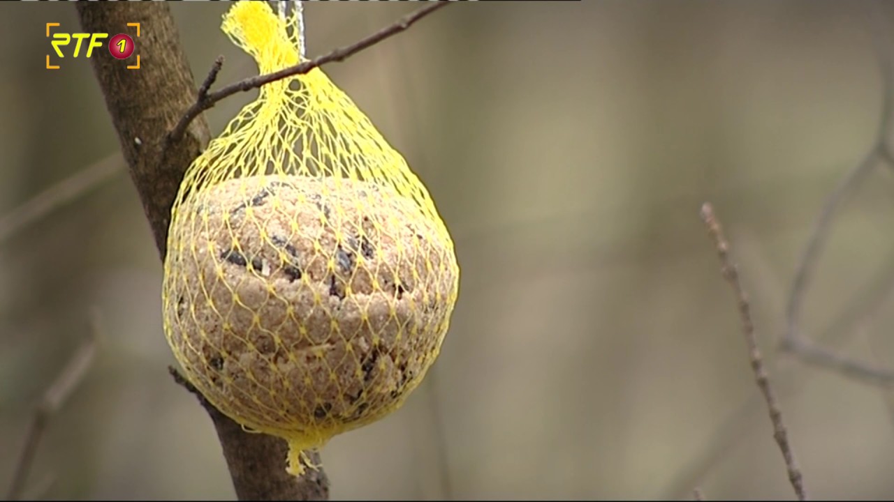 Ornithologe empfielt heimische V&ouml;gel zu f&uuml;ttern