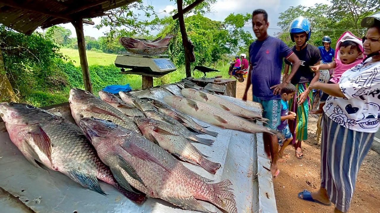 Nice! Day In Life Vlog Of Sri Lankan Fisherman's Vibrant Village Street Market