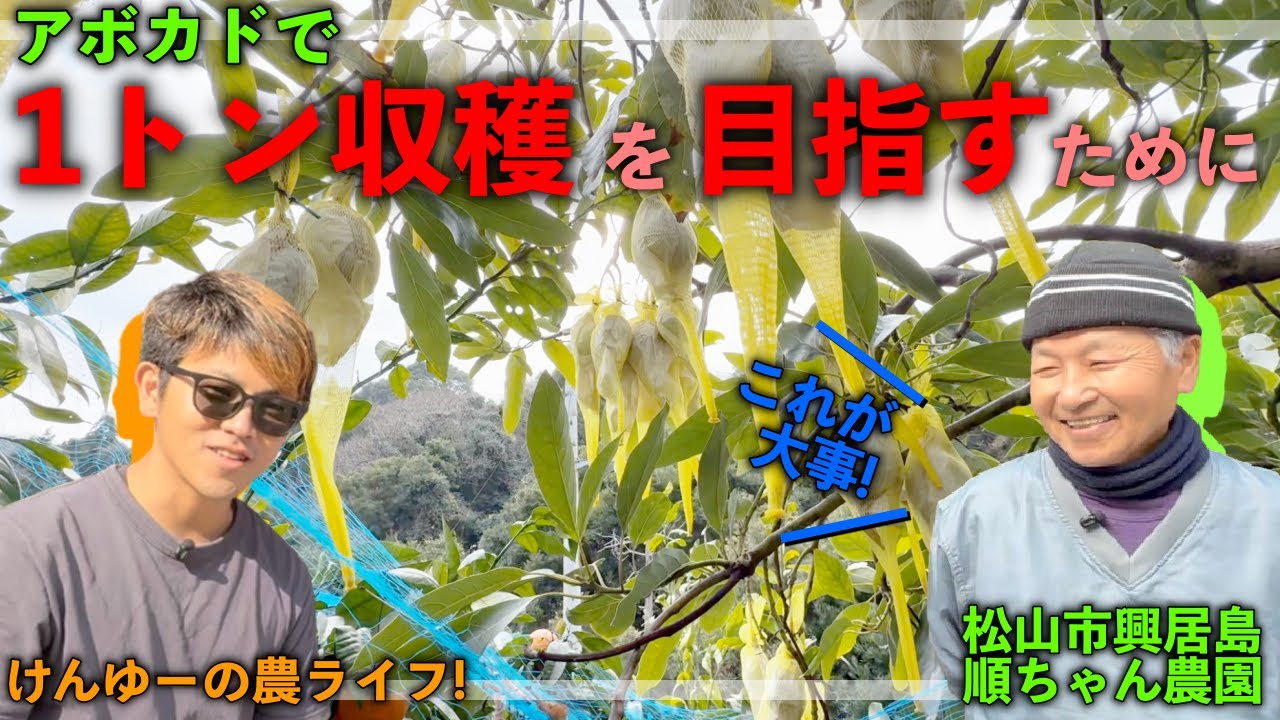 【アボカド栽培】1トン/反の収穫を目指すためにやらなければいけないことは！？