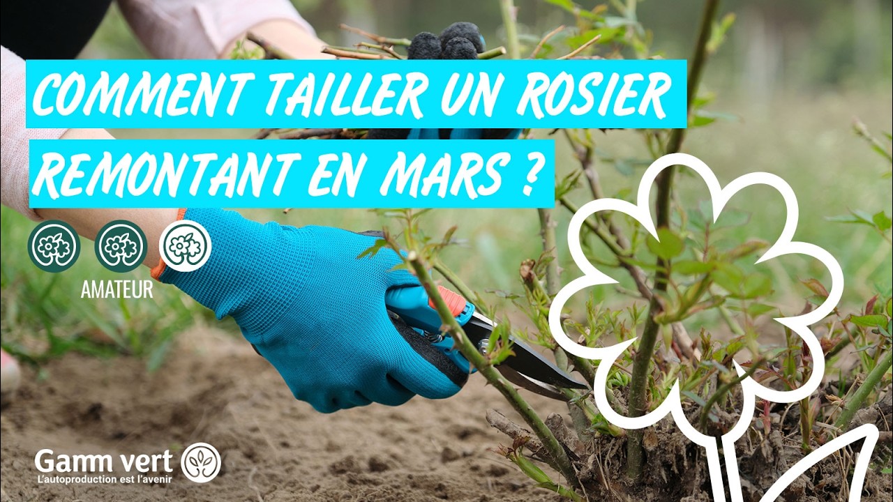 [TUTO] Comment tailler un rosier remontant en mars ? - Jardinerie Gamm vert