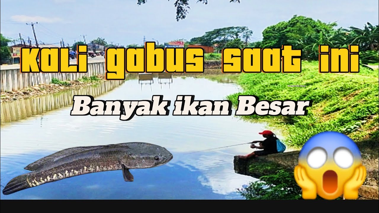 Kali Gabus Banyak Ikannya , Spot mancing paling bagus 