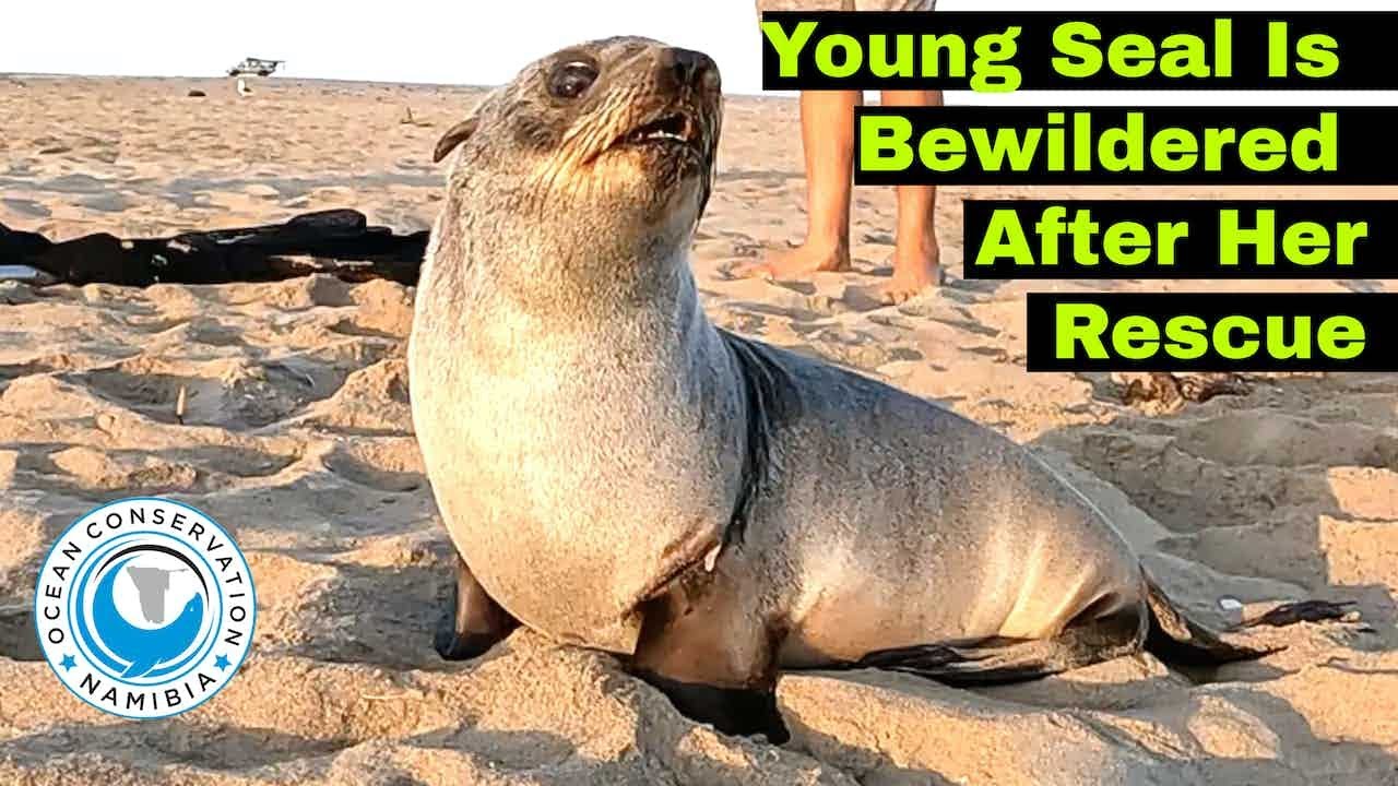 Seal Bewildered After Her Rescue