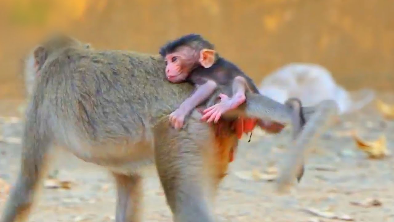 Tiny Baby Monkey Looks Hungry and Needs More Milk