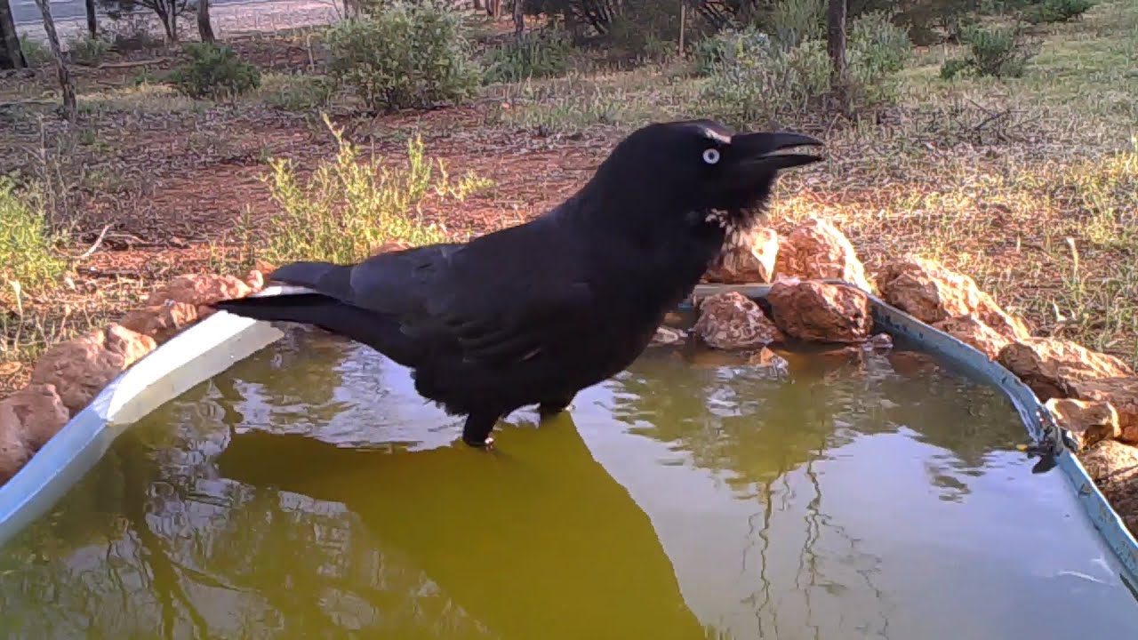 Australian Raven Making Creaking Sounds - Comical