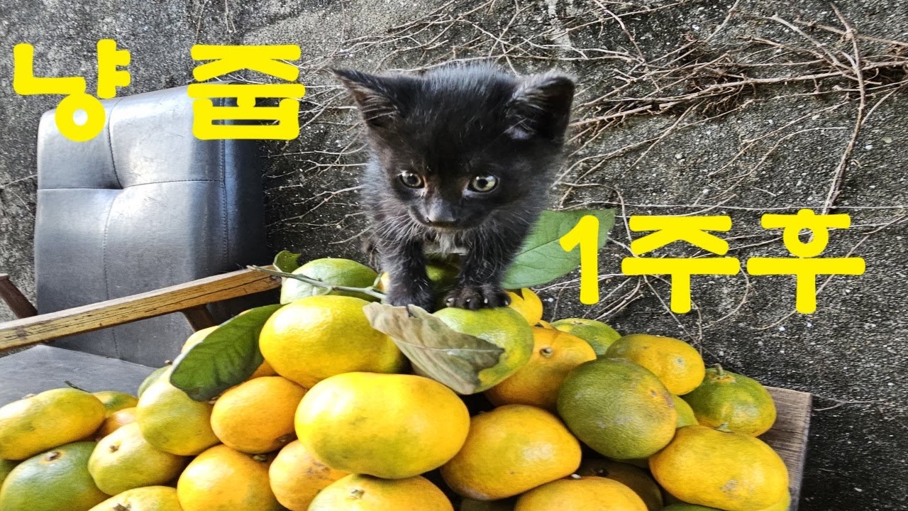 배수로에 빠져 울고 있던 새끼 고양이 냥줍 2부