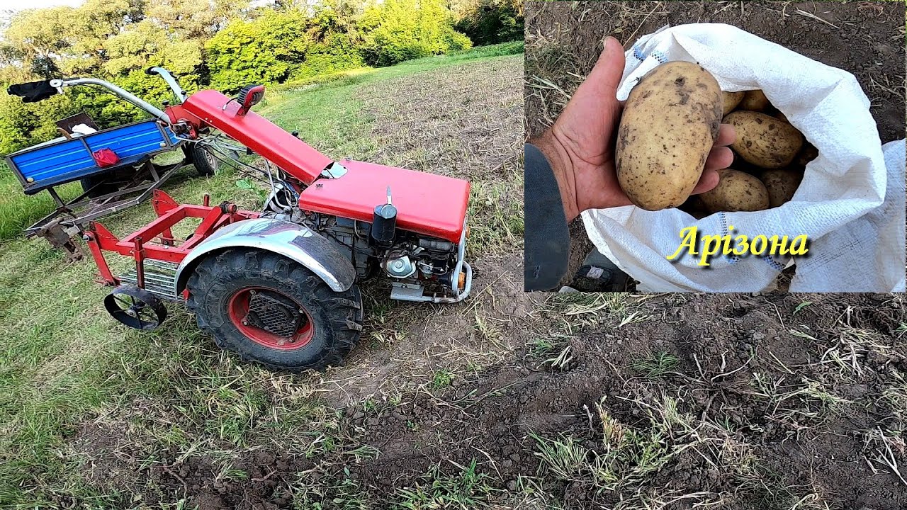 Арізона рулить. Це сорт картоплі, який завойовує плантації