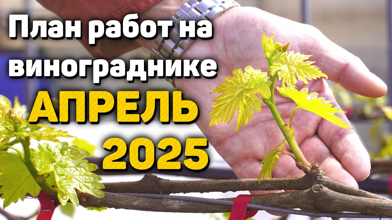 План работ на винограднике - АПРЕЛЬ 2025