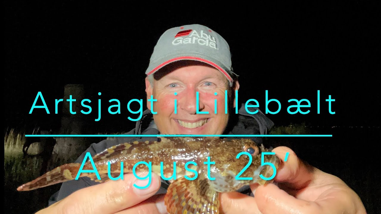 Artsjagt i Lilleb&aelig;lt, aug. 25&rsquo;