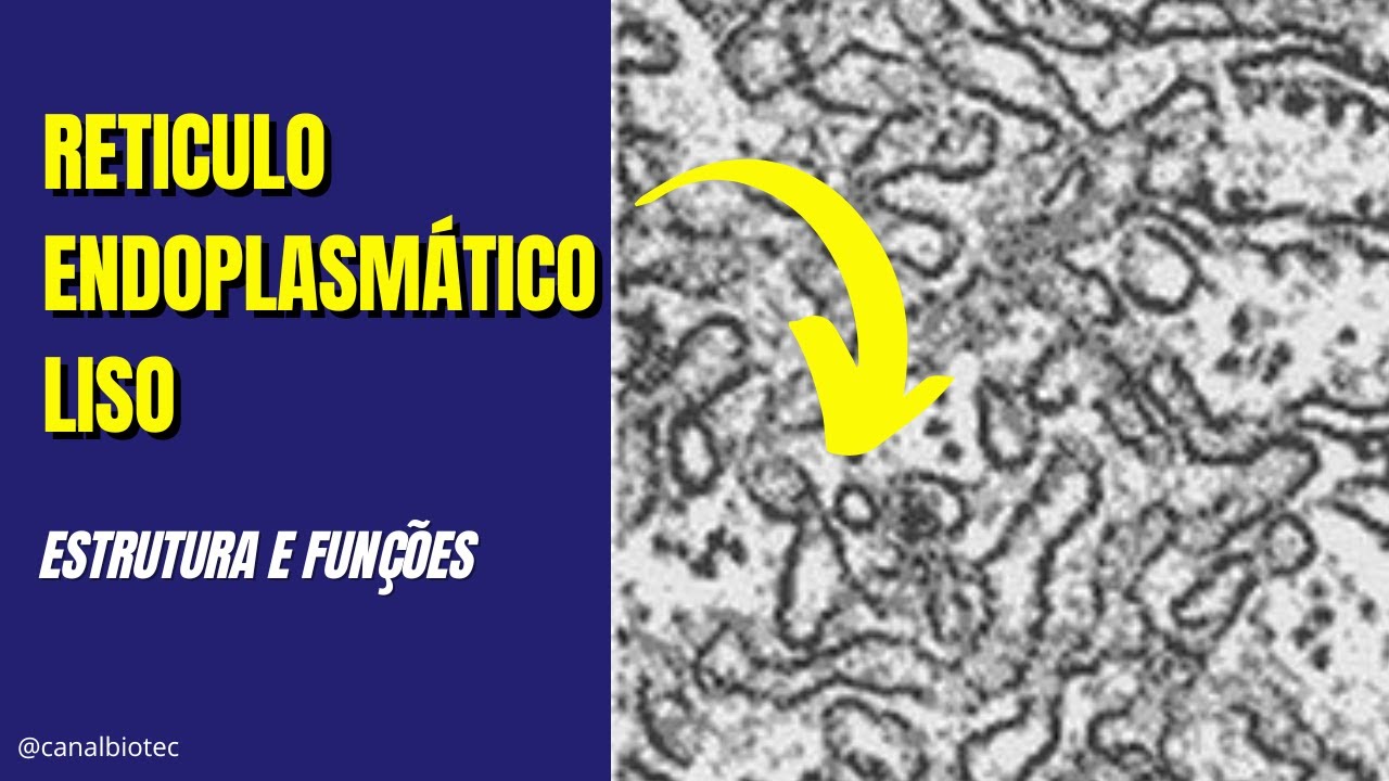 Retículo Endoplasmático LISO (REL) | Estrutura e Funções