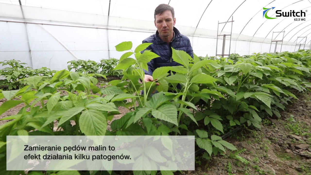 Najważniejsze choroby malin