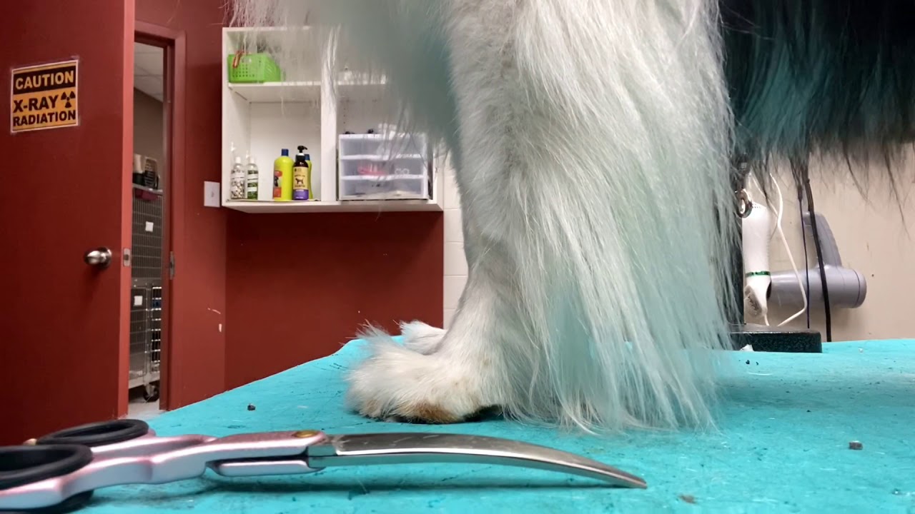 How to trim your dog&rsquo;s feet, the show dog way!