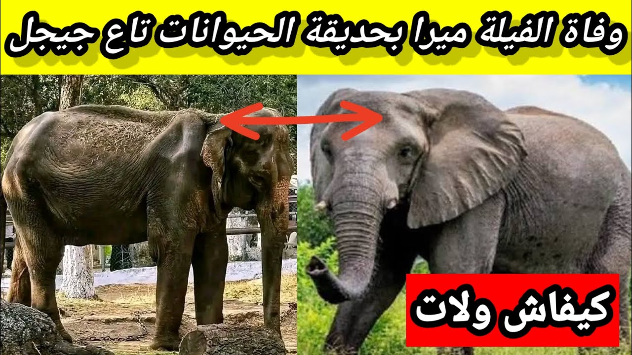  وفاة الفيلة ميرا بحديقة الحيوانات جيجل -لعوانة-  يُشعل مواقع التواصل الإجتماعي التفاصيل  كاملة تابع